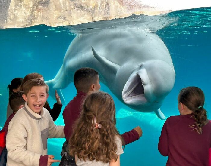 Adorable Video Of Beluga Whale’s Interaction With Boy Goes Viral, People Can’t Get Enough Of It Adorable Video Of Beluga Whale’s Interaction With Boy Goes Viral, People Can’t Get Enough Of It