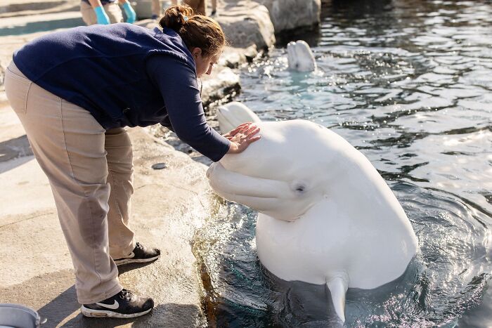 Adorable Video Of Beluga Whale’s Interaction With Boy Goes Viral, People Can’t Get Enough Of It Adorable Video Of Beluga Whale’s Interaction With Boy Goes Viral, People Can’t Get Enough Of It