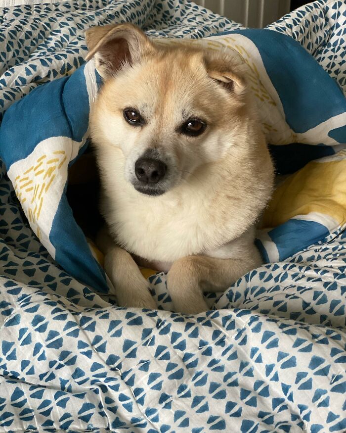 Owner Treats Her Dog To A 9-Course Meal At 'Eleven Madison Bark' For His 11th Birthday Owner Treats Her Dog To A 9-Course Meal At 'Eleven Madison Bark' For His 11th Birthday