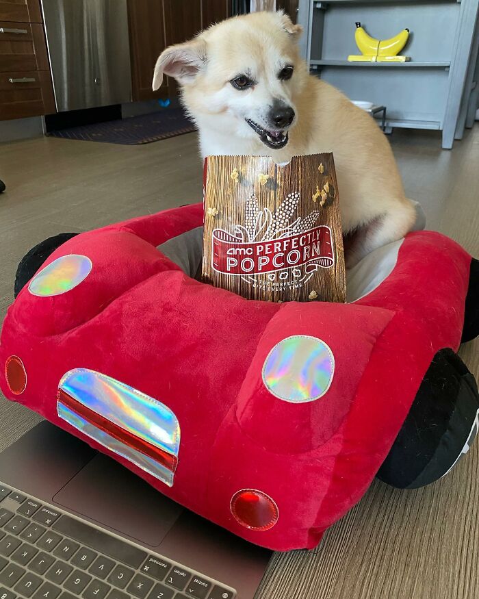 Owner Treats Her Dog To A 9-Course Meal At 'Eleven Madison Bark' For His 11th Birthday Owner Treats Her Dog To A 9-Course Meal At 'Eleven Madison Bark' For His 11th Birthday