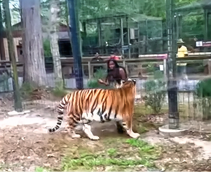 Tiger Nearly Eats Zoo Visitor After She Climbed Into Enclosure To Pet It, Police Now Involved Tiger Nearly Eats Zoo Visitor After She Climbed Into Enclosure To Pet It, Police Now Involved