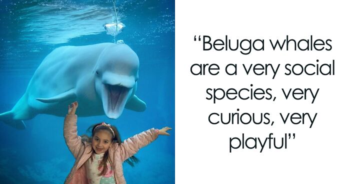 Adorable Video Of Beluga Whale’s Interaction With Boy Goes Viral, People Can’t Get Enough Of It