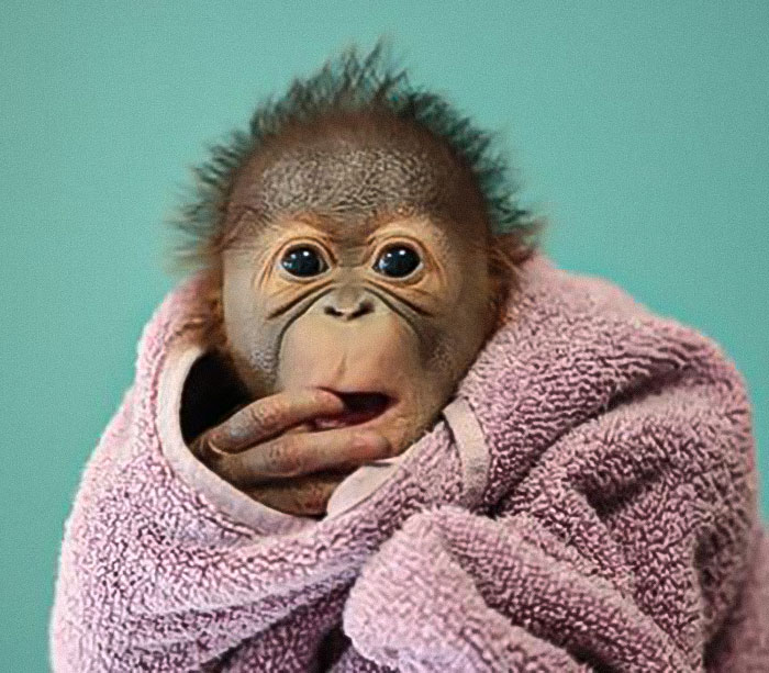 “She Watched Closely”: Moms Unite To Teach Orangutan How To Feed Her Baby At Dublin Zoo “She Watched Closely”: Moms Unite To Teach Orangutan How To Feed Her Baby At Dublin Zoo