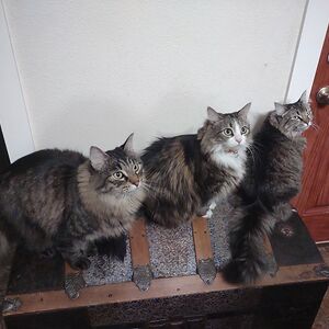 brittanykraft avatar