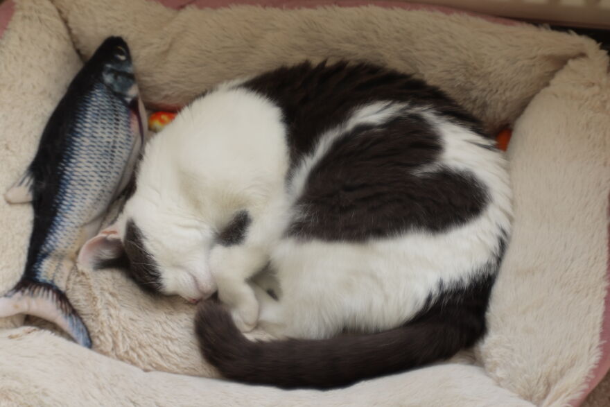 My Cat Angel. I Love Here Loads! My Cat Angel. I Love Here Loads!