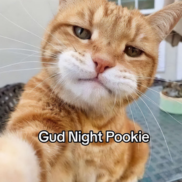 An orange cat picture with words on it: Gud Night Pookie An orange cat picture with words on it: Gud Night Pookie