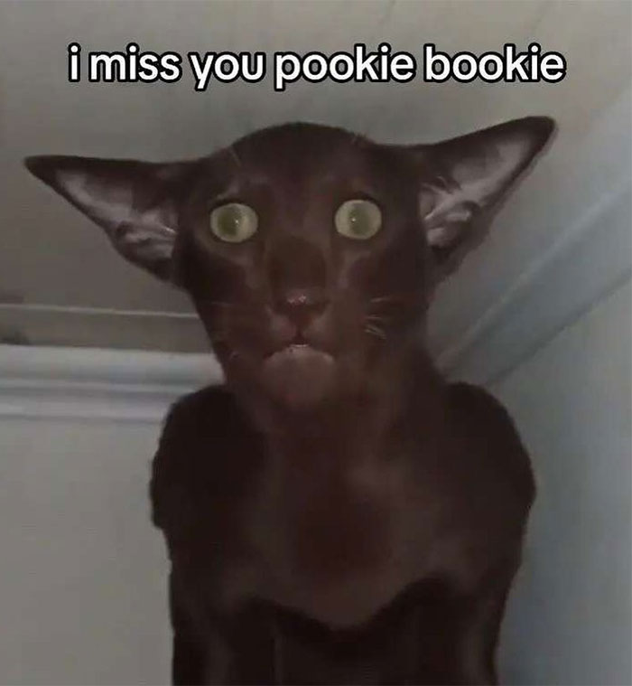 Black cat image with words on it: I miss you pookie bookie Black cat image with words on it: I miss you pookie bookie