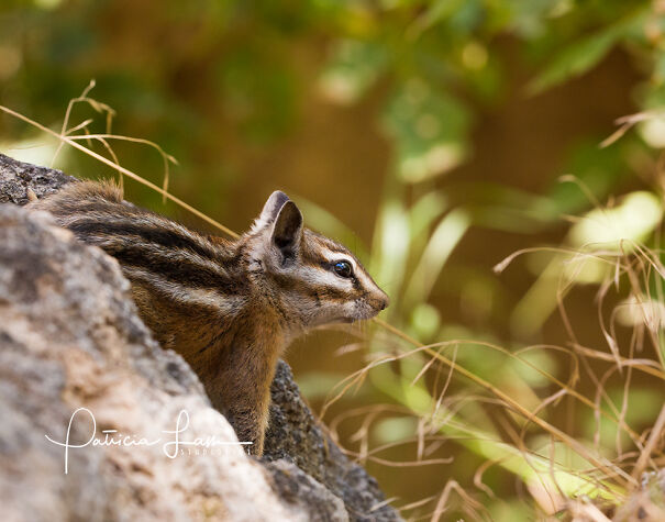 chipmunk-profile-6116-PatriciaLam-66c422b62af31.jpg