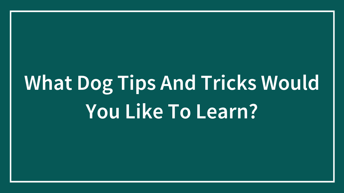 What Dog Tips And Tricks Would You Like To Learn?