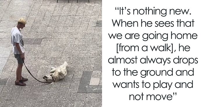 Video Of Guy Trying To Convince His Dog To Keep Walking Home Goes Viral As The Dog Refuses To Move