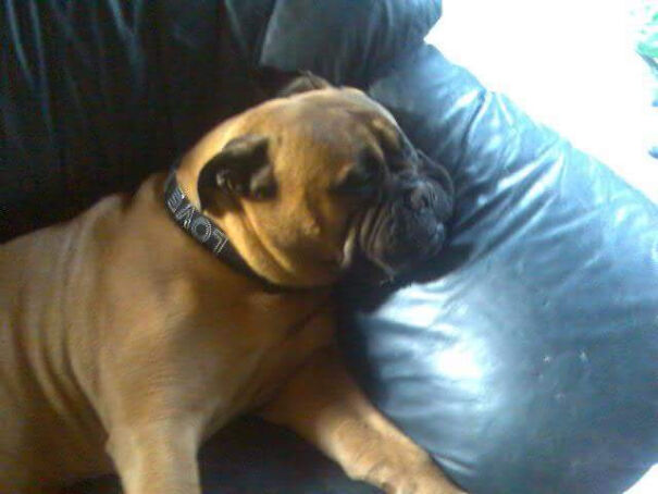 What Breed Of Dog Completed Your Personality The Best Of All. What Breed Of Dog Completed Your Personality The Best Of All.