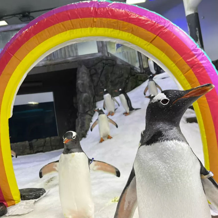 Gentoo Penguin Sings Farewell To Sphen, Leaving Behind His Gay Partner Magic In Tearful Scene Gentoo Penguin Sings Farewell To Sphen, Leaving Behind His Gay Partner Magic In Tearful Scene