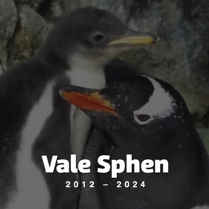 Gentoo Penguin Sings Farewell To Sphen, Leaving Behind His Gay Partner Magic In Tearful Scene Gentoo Penguin Sings Farewell To Sphen, Leaving Behind His Gay Partner Magic In Tearful Scene