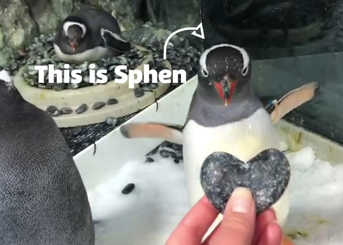 Gentoo Penguin Sings Farewell To Sphen, Leaving Behind His Gay Partner Magic In Tearful Scene Gentoo Penguin Sings Farewell To Sphen, Leaving Behind His Gay Partner Magic In Tearful Scene