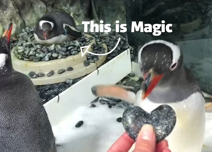 Gentoo Penguin Sings Farewell To Sphen, Leaving Behind His Gay Partner Magic In Tearful Scene Gentoo Penguin Sings Farewell To Sphen, Leaving Behind His Gay Partner Magic In Tearful Scene