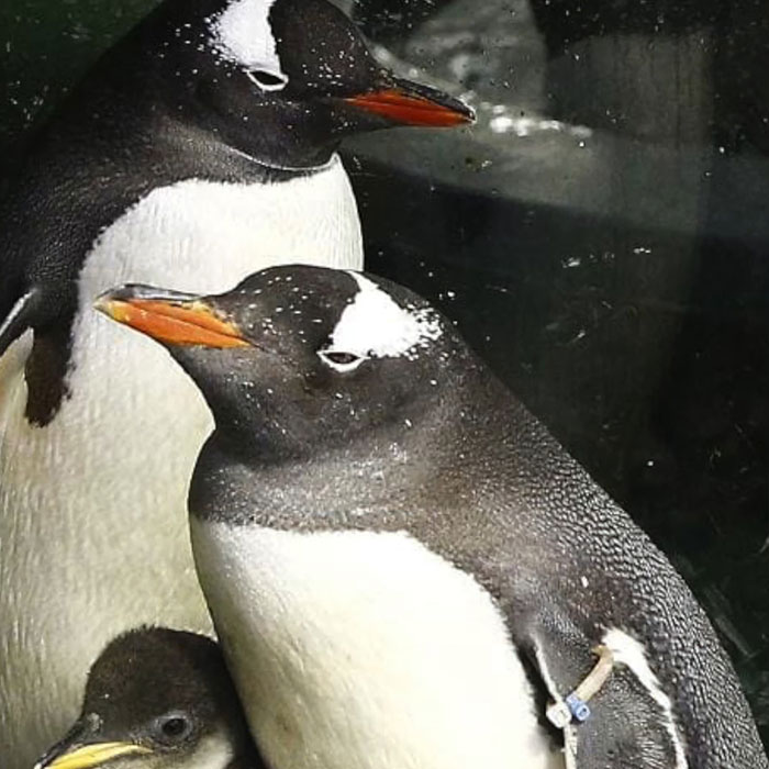Gentoo Penguin Sings Farewell To Sphen, Leaving Behind His Gay Partner Magic In Tearful Scene Gentoo Penguin Sings Farewell To Sphen, Leaving Behind His Gay Partner Magic In Tearful Scene