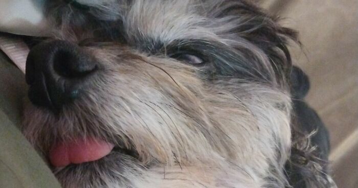 Hey Pandas, Post The Most Perfect Picture Of Your Pet (Closed)