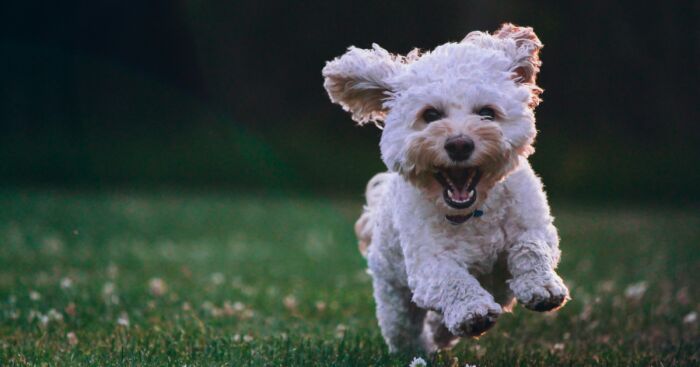 Hey Pandas, Post The Cutest Pic Of Your Pet (Closed)