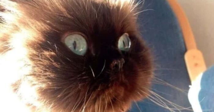 Hey Pandas, Show The Funniest Cat Meme You Can Think Of (Closed)