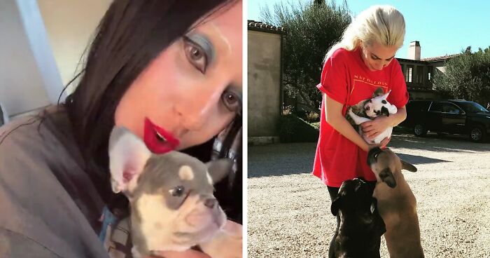 Lady Gaga Introduces New Pup Three Years After “Violent” Dognapping Horror