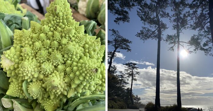 Nature Pictures On Whidbey Island That I Took