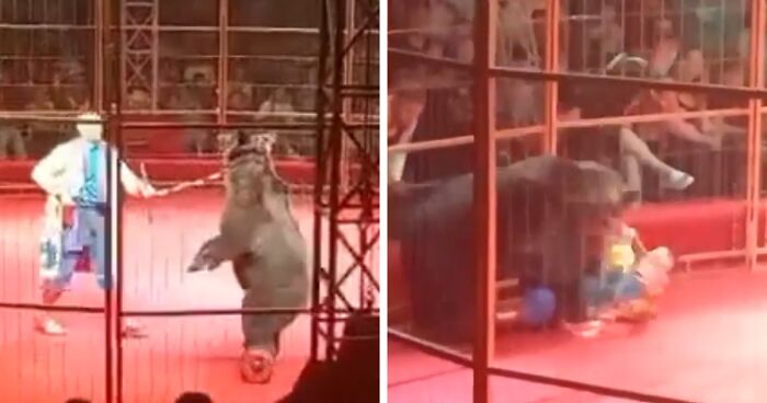 Hoverboard-Riding Circus Bear Attacks Handler On Stage In Front Of Horrified Crowd