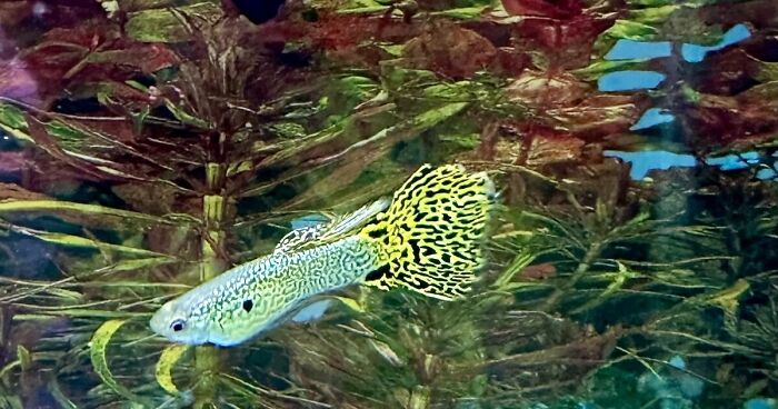 Hey Pandas, Share The Funniest Or Most Iconic Pet Name You Have Encountered