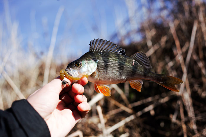 Dog Owner Schemes To Lure Fish Away From Boomers’ Fishing Zone After They Mess Up The Dog Pond Dog Owner Schemes To Lure Fish Away From Boomers’ Fishing Zone After They Mess Up The Dog Pond