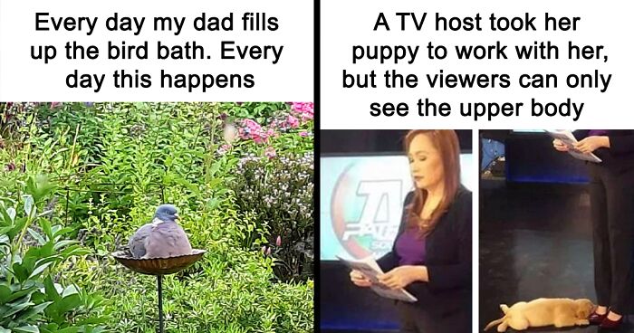 Bird bathing in a garden and a TV host with her puppy seen only from the waist up in a studio, animal memes humor.