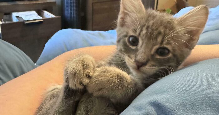 50 Heartwarming Photos Of Lovable Pets Finding A New Home (August Edition)