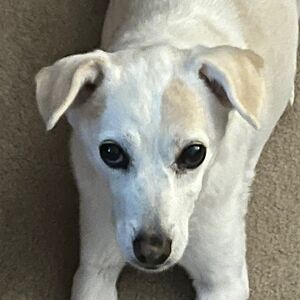 angelbomb1318 avatar