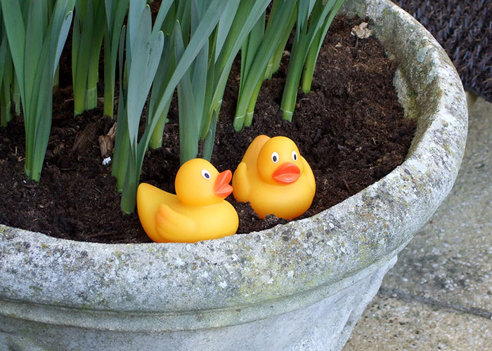 Guy Hides 200 Ducks In His Mom’s House To Get Back At Her For Junk, His “Revenge” Backfires Guy Hides 200 Ducks In His Mom’s House To Get Back At Her For Junk, His “Revenge” Backfires