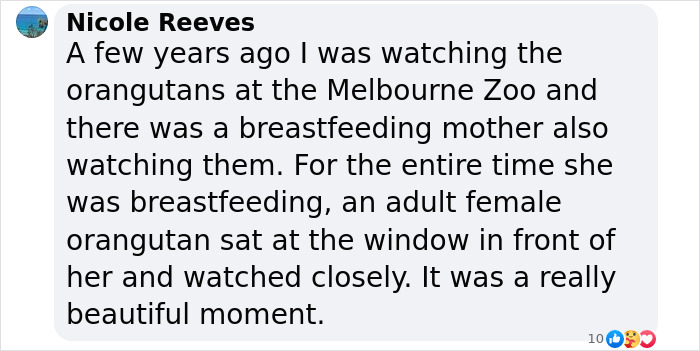 “She Watched Closely”: Moms Unite To Teach Orangutan How To Feed Her Baby At Dublin Zoo “She Watched Closely”: Moms Unite To Teach Orangutan How To Feed Her Baby At Dublin Zoo