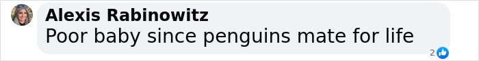 Gentoo Penguin Sings Farewell To Sphen, Leaving Behind His Gay Partner Magic In Tearful Scene Gentoo Penguin Sings Farewell To Sphen, Leaving Behind His Gay Partner Magic In Tearful Scene