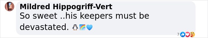 Gentoo Penguin Sings Farewell To Sphen, Leaving Behind His Gay Partner Magic In Tearful Scene Gentoo Penguin Sings Farewell To Sphen, Leaving Behind His Gay Partner Magic In Tearful Scene