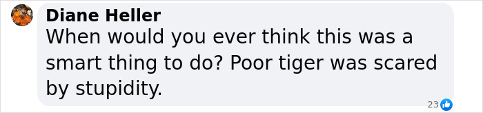 Tiger Nearly Eats Zoo Visitor After She Climbed Into Enclosure To Pet It, Police Now Involved Tiger Nearly Eats Zoo Visitor After She Climbed Into Enclosure To Pet It, Police Now Involved