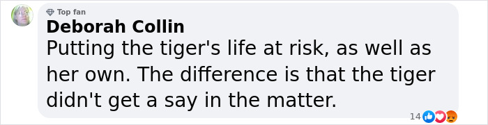 Tiger Nearly Eats Zoo Visitor After She Climbed Into Enclosure To Pet It, Police Now Involved Tiger Nearly Eats Zoo Visitor After She Climbed Into Enclosure To Pet It, Police Now Involved