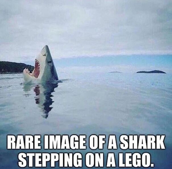 rare-image-of-a-shark-stepping-on-a-lego-242339-66c1576f54a16.jpg