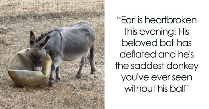 A Touching Story Of A Sad Donkey Whose Ball Popped, But People Made Sure He’ll Never Be Lonely Again