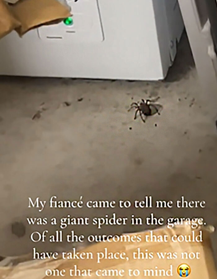 Woman Hits Massive Spider With Map—It Then Releases All Its Babies On Garage Floor Woman Hits Massive Spider With Map—It Then Releases All Its Babies On Garage Floor