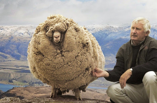 shrek-the-sheep-625255B525255D.jpg