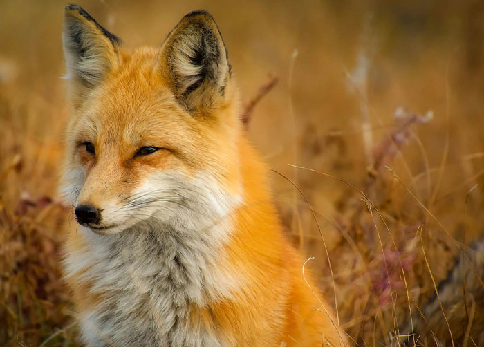 89-Year-Old Grandma Lost For Four Days In Alps Survives After Befriending Wild Fox 89-Year-Old Grandma Lost For Four Days In Alps Survives After Befriending Wild Fox