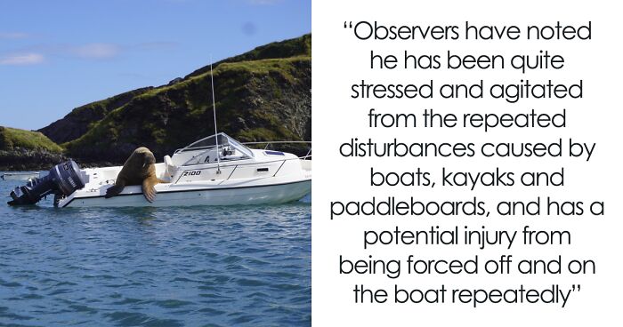 Walrus Attack Raft Netizens Can’t Get Enough Of This Walrus Who Was Given His Own Raft So ...