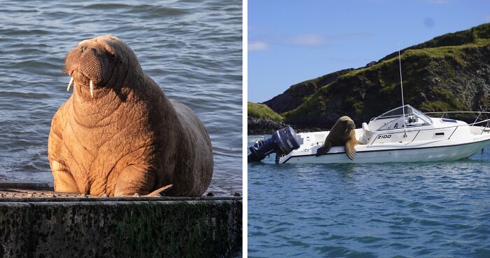 Netizens Can’t Get Enough Of This Walrus Who Was Given His Own Raft So He Would Stop Sinking Boats
