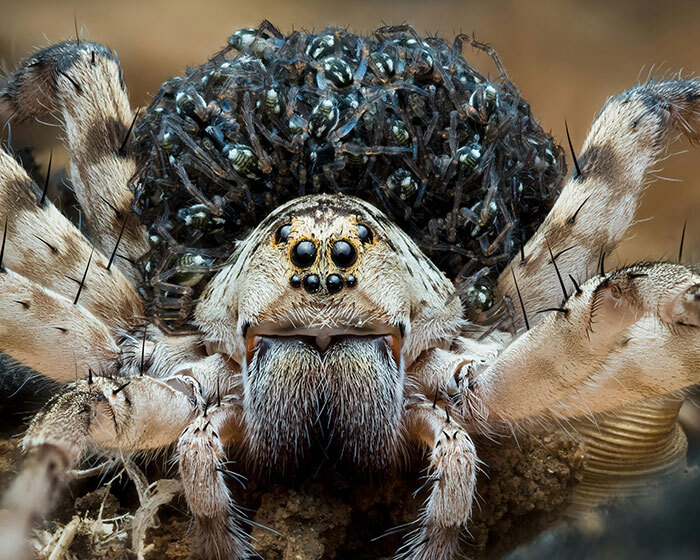 Woman Hits Massive Spider With Map—It Then Releases All Its Babies On Garage Floor Woman Hits Massive Spider With Map—It Then Releases All Its Babies On Garage Floor