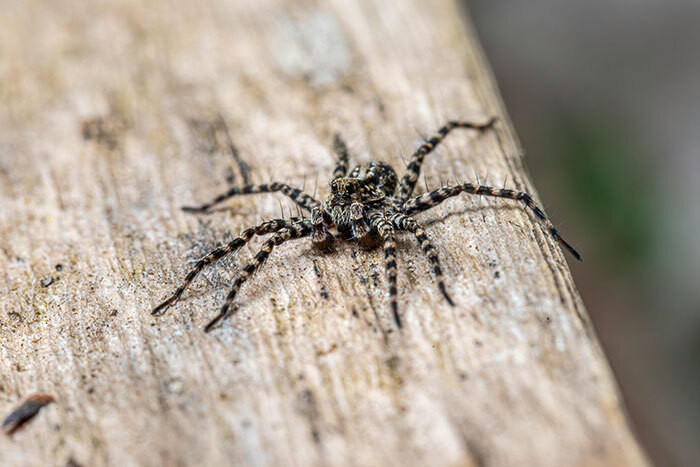 Woman Hits Massive Spider With Map—It Then Releases All Its Babies On Garage Floor Woman Hits Massive Spider With Map—It Then Releases All Its Babies On Garage Floor