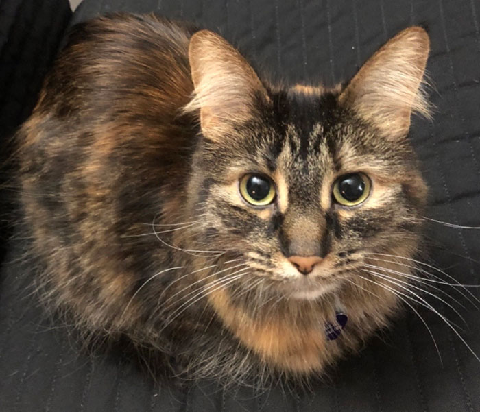 Cat Vs. Kids: Woman Seeks Opinions After Horrifying Her Husband With Confession Cat Vs. Kids: Woman Seeks Opinions After Horrifying Her Husband With Confession