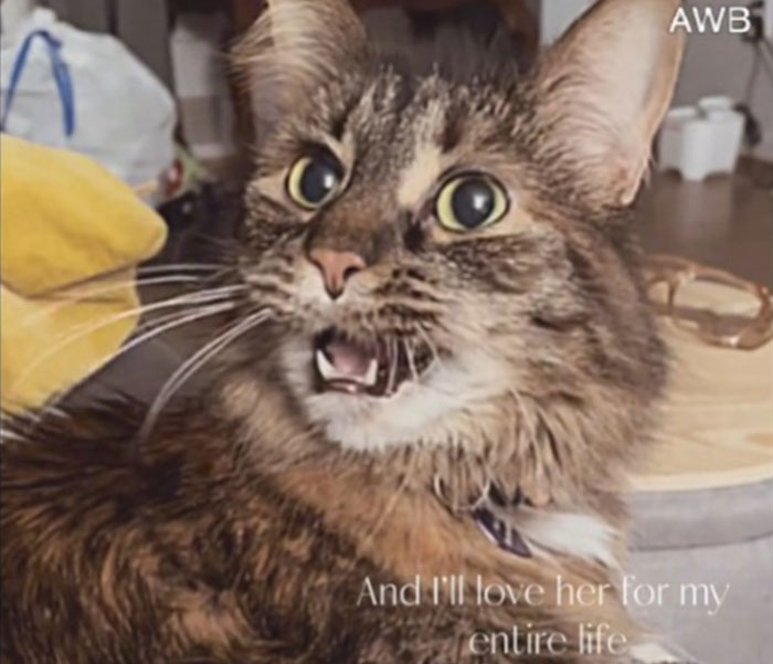 Cat Vs. Kids: Woman Seeks Opinions After Horrifying Her Husband With Confession Cat Vs. Kids: Woman Seeks Opinions After Horrifying Her Husband With Confession