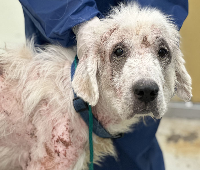 Terribly Neglected Dog Never Loses Hope, Gets Rescued, And Is Given The Life He Always Deserved Terribly Neglected Dog Never Loses Hope, Gets Rescued, And Is Given The Life He Always Deserved