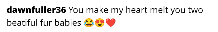 A Story Of Two Fluffy Friends Who Can’t Stop Hugging Each Other Is Melting People’s Hearts A Story Of Two Fluffy Friends Who Can’t Stop Hugging Each Other Is Melting People’s Hearts